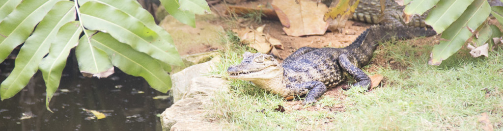 I'm Charlie the Caiman, I say get out of the way 'man! I'll most certainly fight, I just might take a bite....