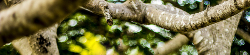 This is a beautiful example of Bokeh in the background. It Creates a pleasing creamy look to the image due to depth of field.
