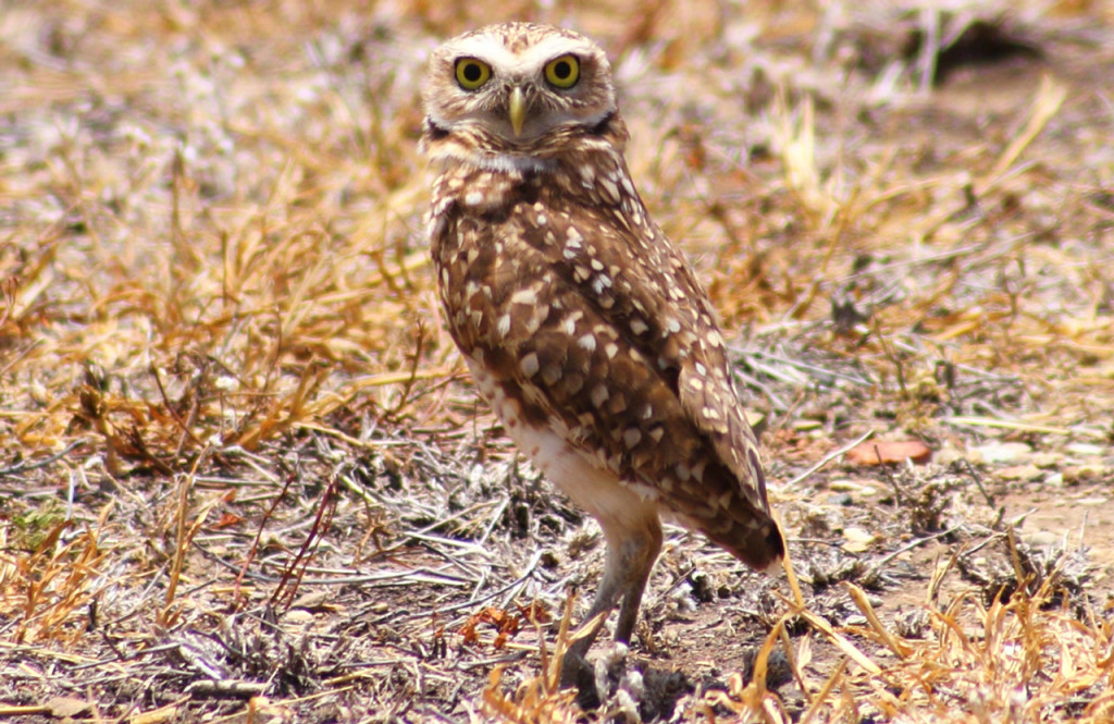 I bet this Who Are You and What Are you Doing That's exactly what this little guy is probably thinking.....